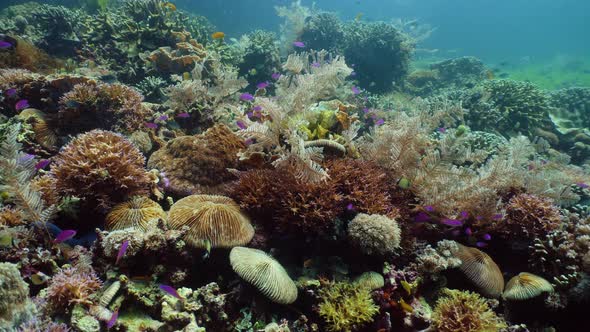 Coral Reef with Fish Underwater