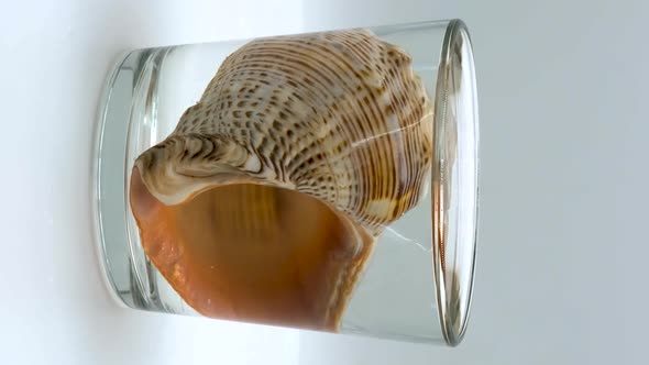 Vertical orientation video: Rapana sea shells on a white background