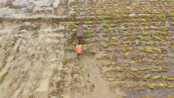 A Bull Plows the Agricultural Field for Planting Rice