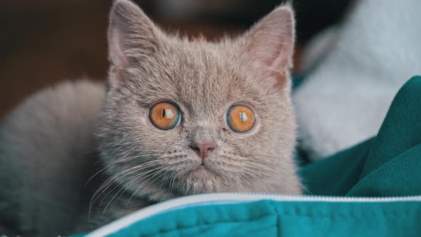 Gray Thoroughbred Soapy Kitten Lies on the Bed