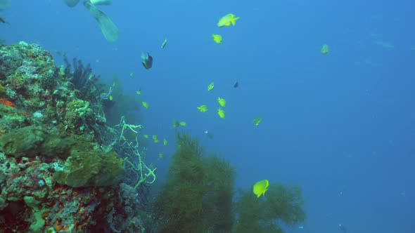 Coral Reef and Tropical Fish. Bali,Indonesia.