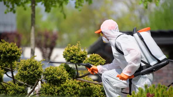 Gardener Insecticide Pear Tree Inside His Garden