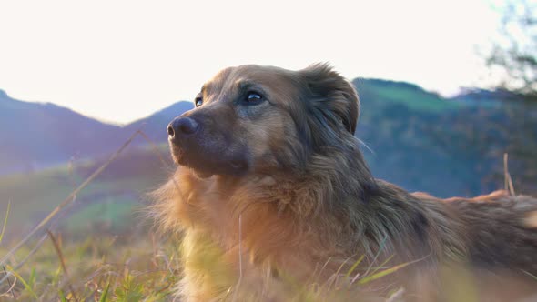 Cute Brown Dog Lying in Grass, Watch and Smell