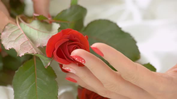 Woman Hand Gently Touching Rose Bud.