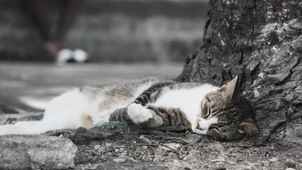 Hungry Homeless Cat Lies and Sleep on the Street in Africa Stone Town Zanzibar