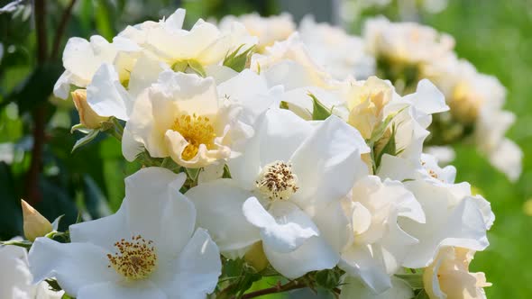 Beautiful delicate picturesque bush blooming roses on a summer day in the park. Rose garden.