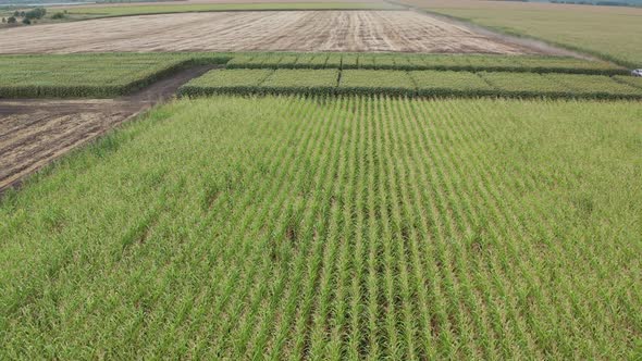 Agricultural Field Where Green Rye Grows Farming for Grain Harvest Rye is Young and Green and Still