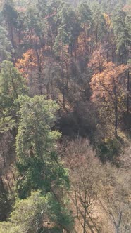 Vertical Video of a Beautiful Forest in the Afternoon Aerial View