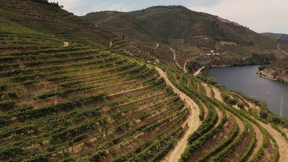 Douro Hills Covered in Vineyards Portugal Europe