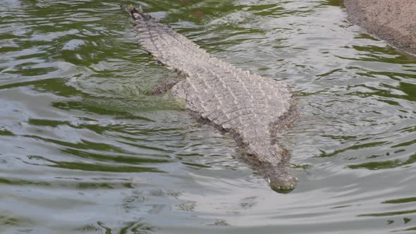 Crocodile Swimming in a River