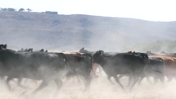 Herd of black Angus cattle running with grass in the foreground to emphasize speed