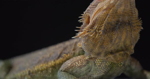 Close Up View of the Blue Eyes of a Bearded Dragon Amazing Wild Lizard