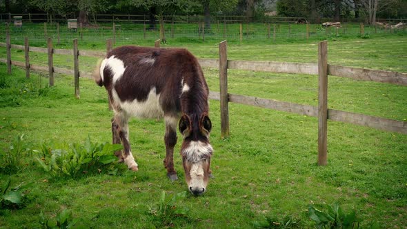 Donkey Eating Grass On The Farm