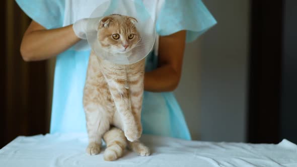 Veterinarian doctor is making a check up of a cute beautiful cat with plastic cone