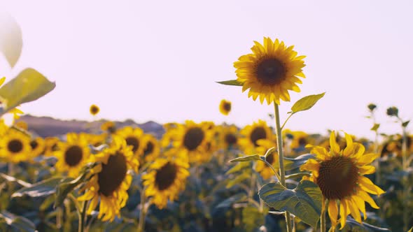 Sunflower Waving in the Wind in Sunflower Field on Sunset