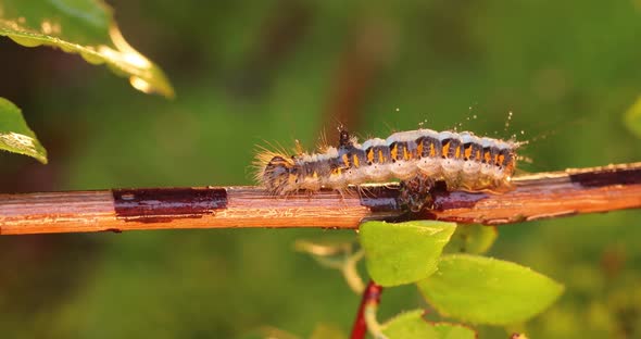 Yellow Tail Moth Euproctis Similis Caterpillar Goldtail or Swan Moth Sphrageidus Similis