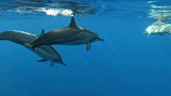 A Dolphin pod swimming calmly in serene bright blue ocean waters. Close up.