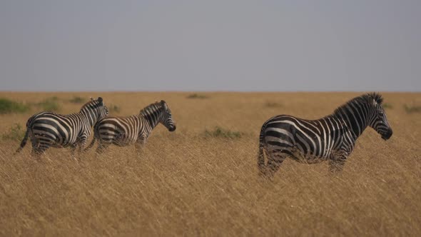 Zebras standing in tall grass