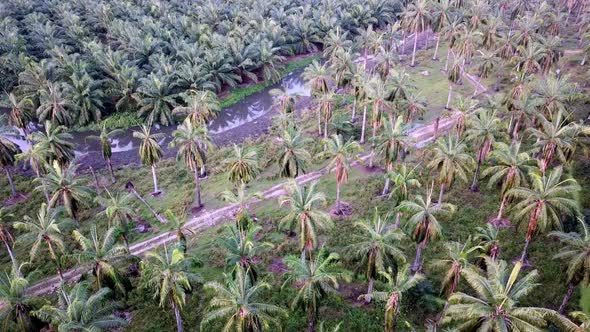 Fly above coconut plantation surrounded by oil palm