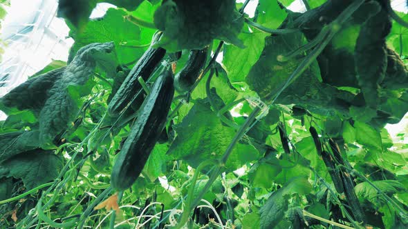 Ripe Cucumbers on Plants in Glasshouse