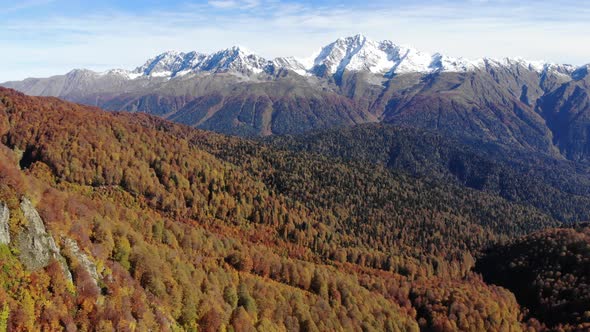 Drone Aerial Footage Flying Over Autumn Colored Larch Trees in Alpine Landscape with High Cliffy