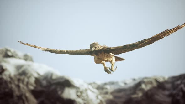 Extreme Slow Motion Shot of Eagle