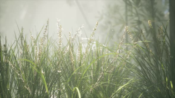 Grass Flower Field with Soft Sunlight for Background.