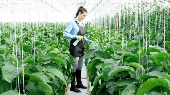 Young woman watering the plants 4k