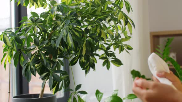 Happy Asian Woman Cleaning Houseplant