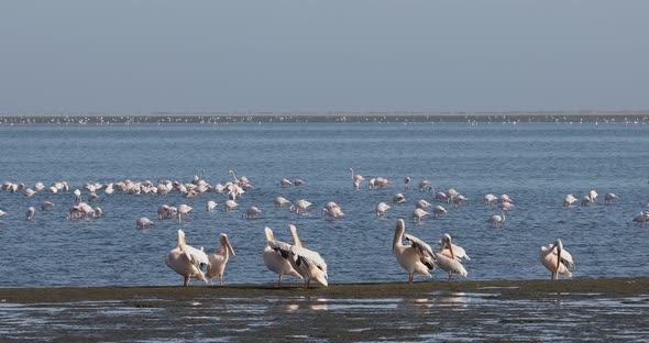 pelican colony in Walvis bay, Namibia wildlife