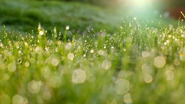 Grass with water drops and sun rays in the summer garden.Wet grass