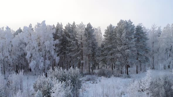 Flying winter frosty forest on a sunny day