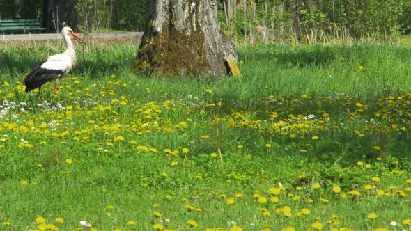 The white stork (Ciconia ciconia) looking for food at dandelion field in sunny spring day, medium sh