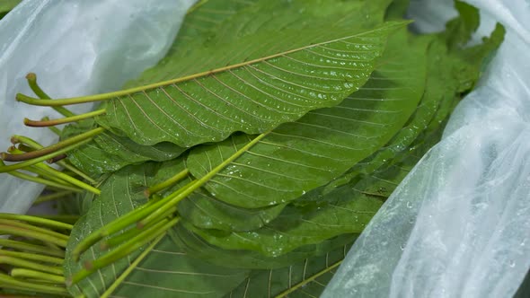 Fresh Kratom Leaves in plastic bags selling on Thailand street market