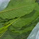 Fresh Kratom Leaves in plastic bags selling on Thailand street market - VideoHive Item for Sale