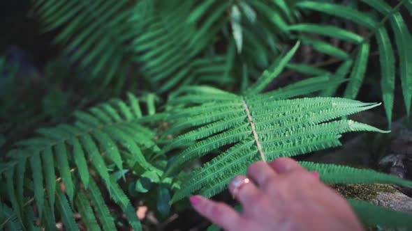 Female photographer hand is touching plant leaf.