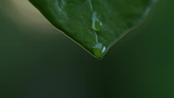 Water Drops on a Leaf 115