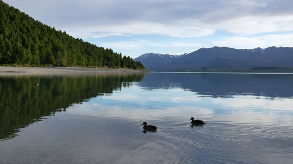 Two mallard ducks swim toward the pine tree reflect in water