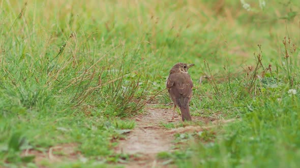 Song Thrush or Turdus Philomelos Stands on Path on Field