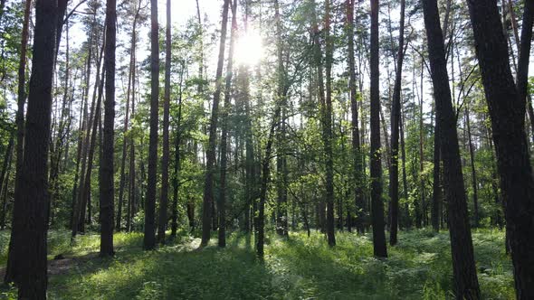 Beautiful Green Forest on a Summer Day Slow Motion