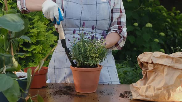 Gardener Transplants Lavender Plant Into Ceramic Pot Outdoors