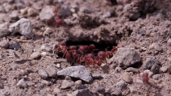 Swarming fire ants dragging lady bug into tunnel.