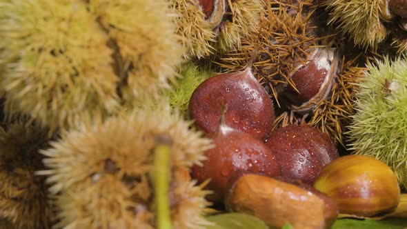 Rotation shot Fresh chestnuts fruit surrounded by Hedgehog shell - Food concept