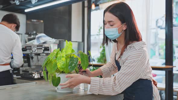 Asian Young waitress wear protective face mask, decorate cafe restaurant with tropical pot plants.