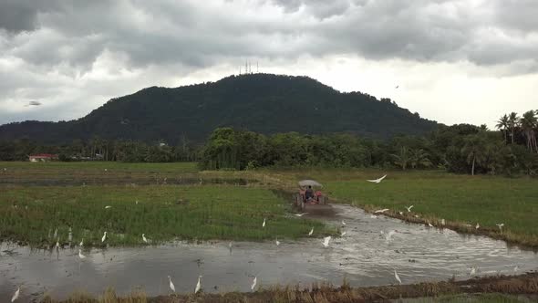 Drone view follow red tractor in paddy field during plowing season.