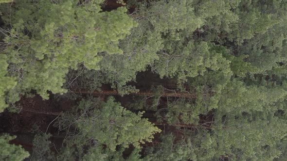 Vertical Video of Beautiful Forest Landscape