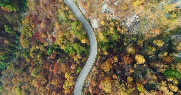 Overhead Aerial Top View Over Car Travelling on Road in Colorful Autumn Forest