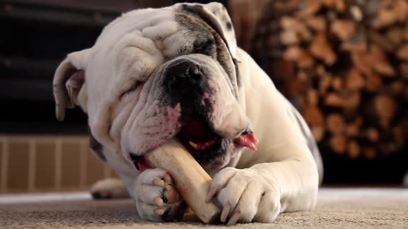 Bulldog Enjoying His Bone