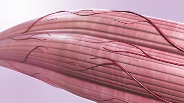 muscles and tendon- 3d Animation