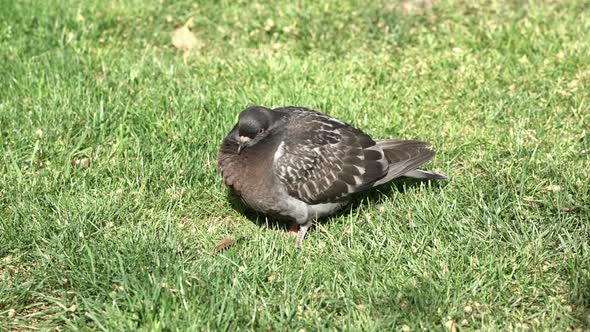 Lonely dove enjoying a sunny day on the grass